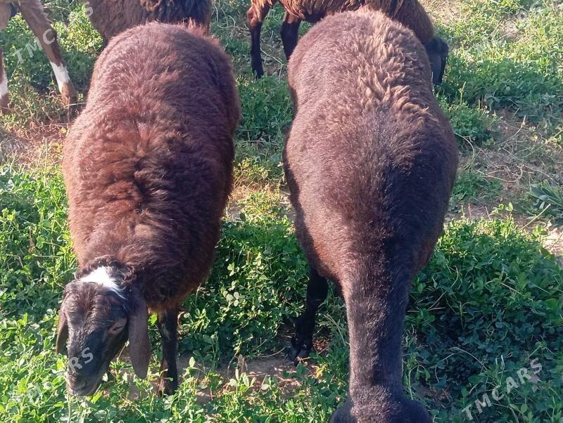 gisar tokly - Бузмеин - img 2