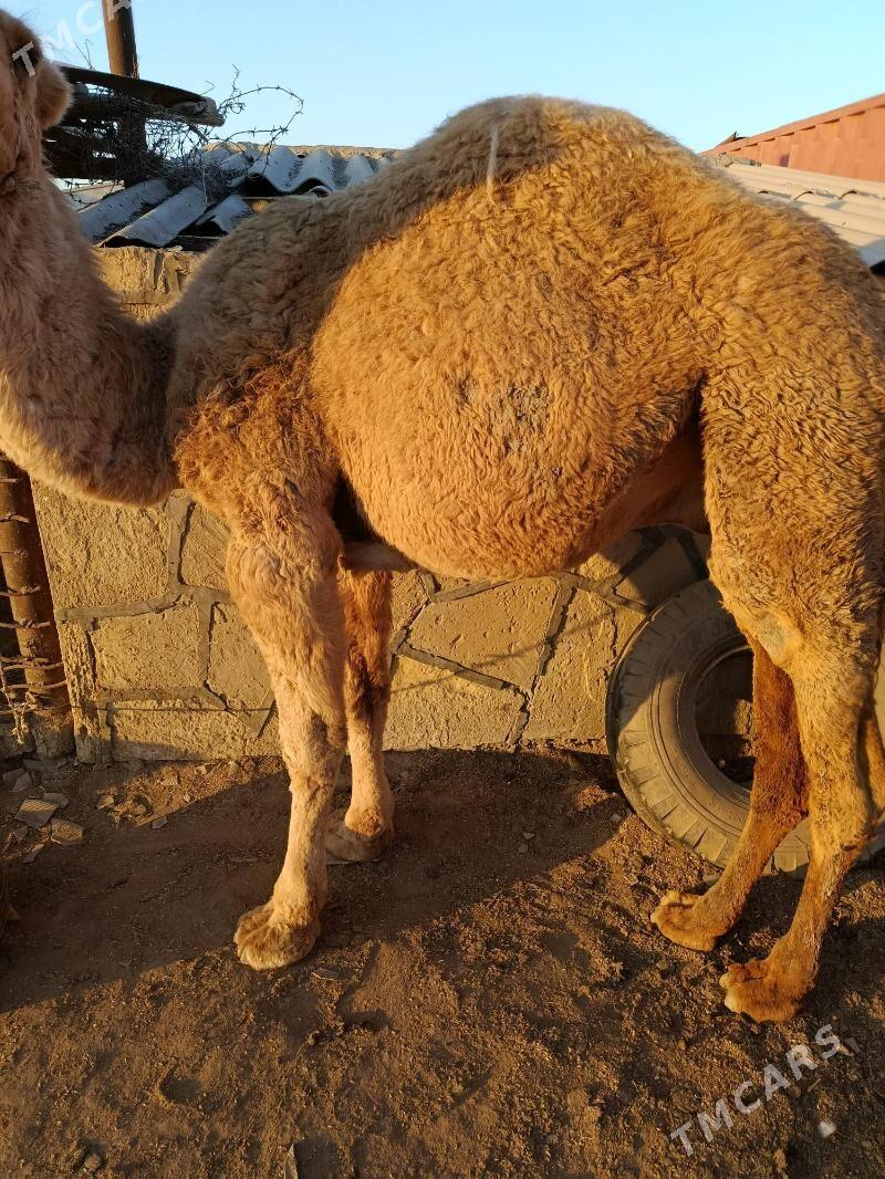 ERKEK DUYELET - Etrek - img 3