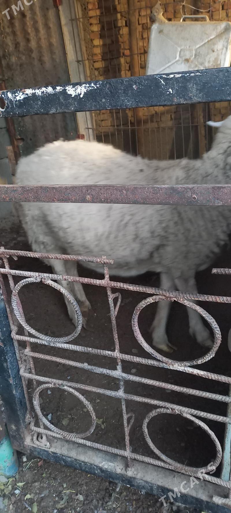 Satlyk goyun - Хитровка - img 3