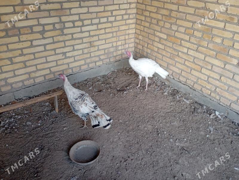 Indýuklar - Farap - img 2