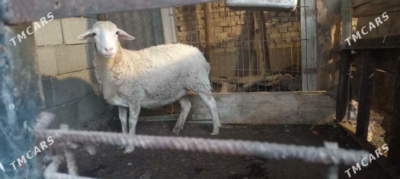 Satlyk goyun - Хитровка - img 2