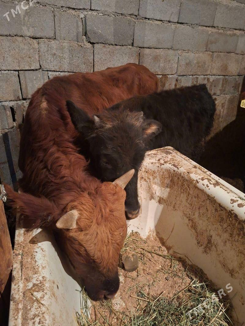 Okuz 2-sany - Aşgabat - img 3