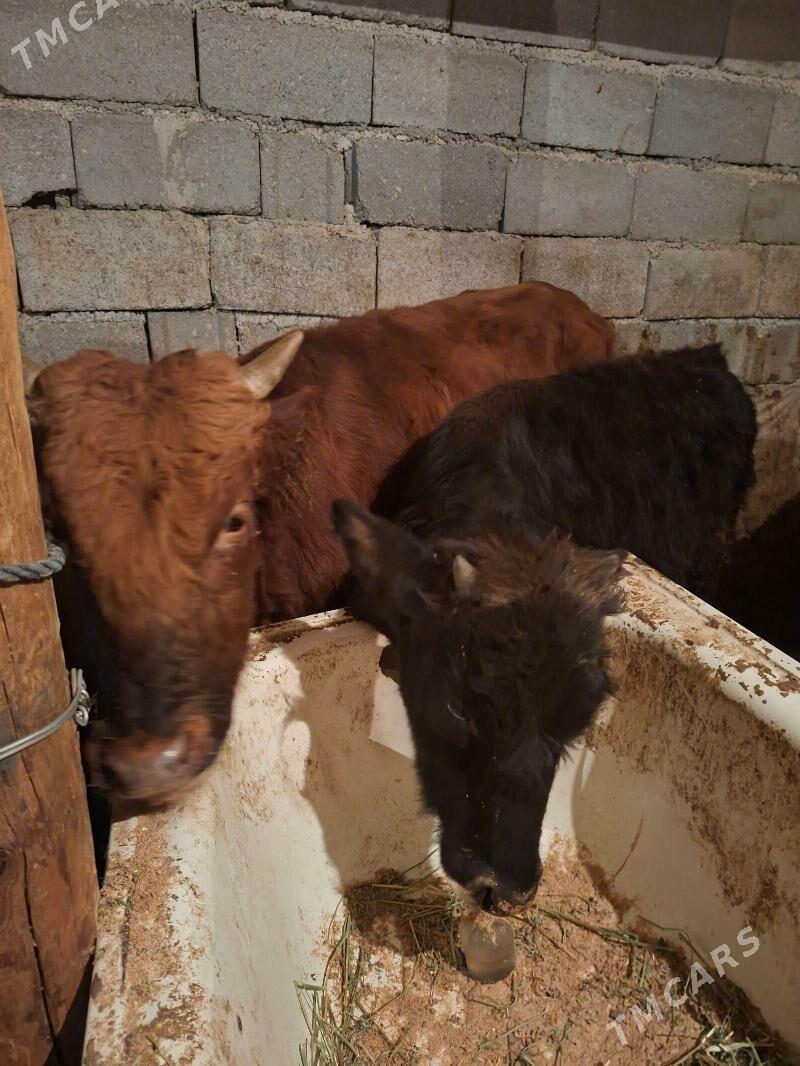 Okuz 2-sany - Aşgabat - img 2