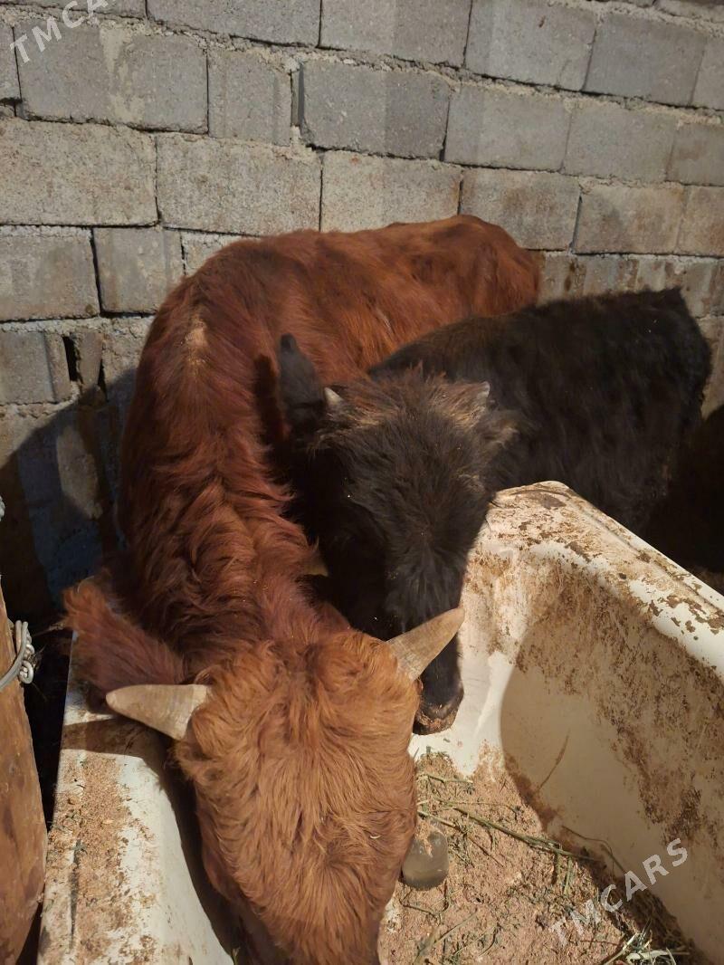 Okuz 2-sany - Aşgabat - img 4