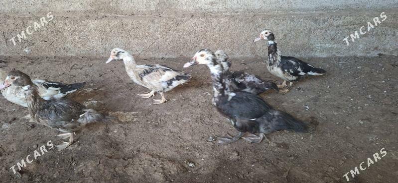 indoutka - Täze zaman - img 3