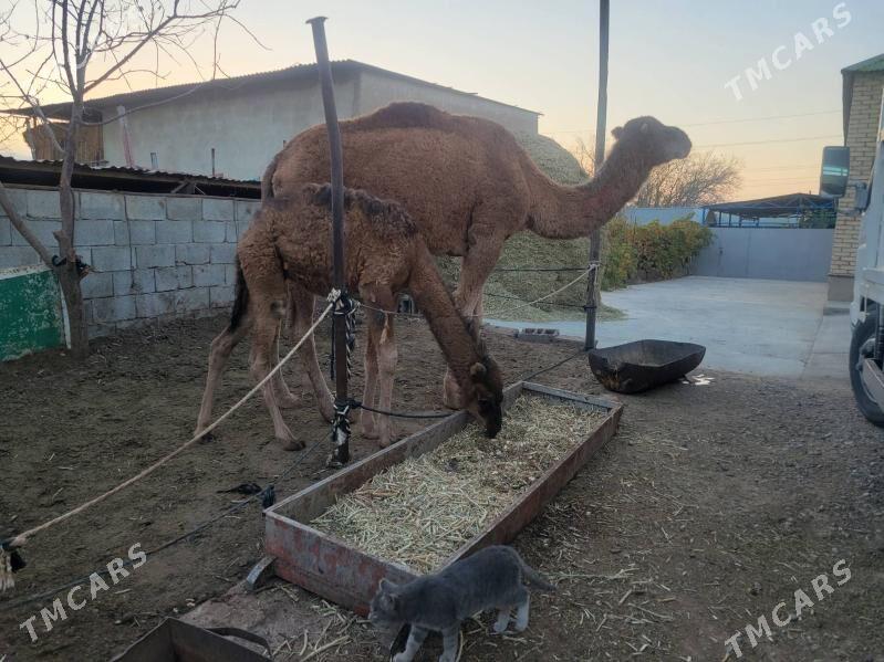 Torymly duye - Aşgabat - img 2