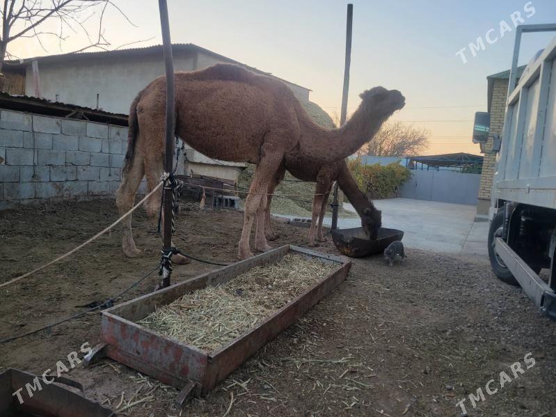 Torymly duye - Aşgabat - img 3