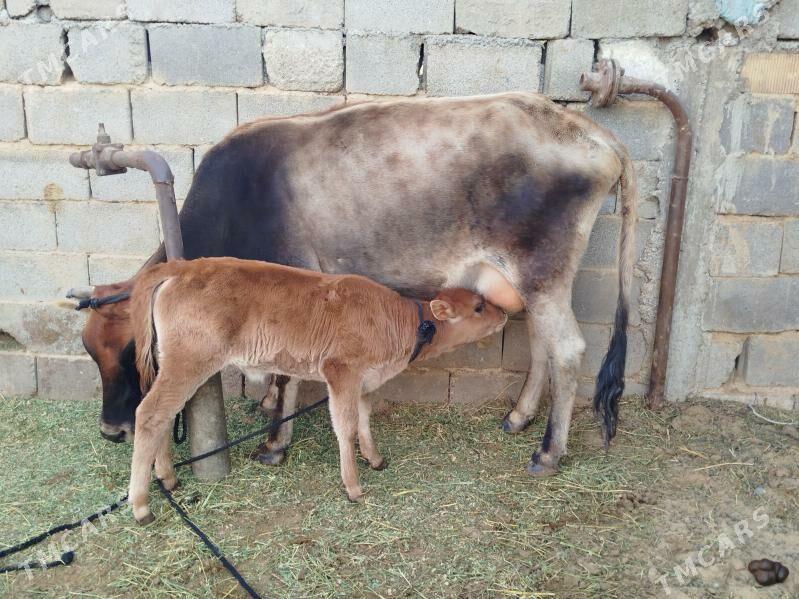 goleli sygyr - Aşgabat - img 1