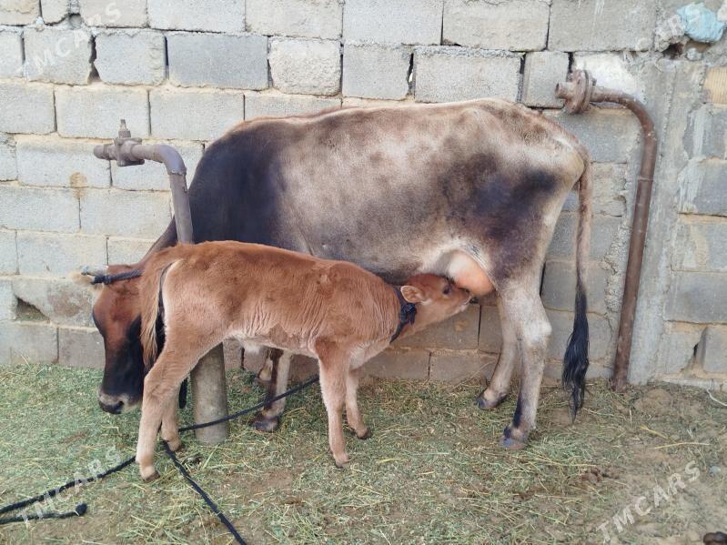 goleli sygyr - Aşgabat - img 2