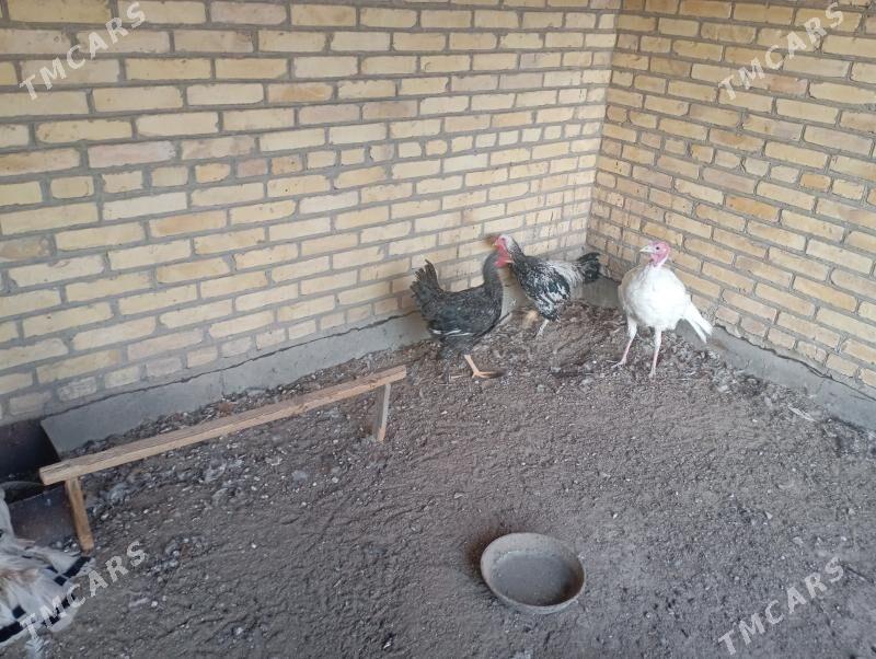 gigant horazlar - Farap - img 1