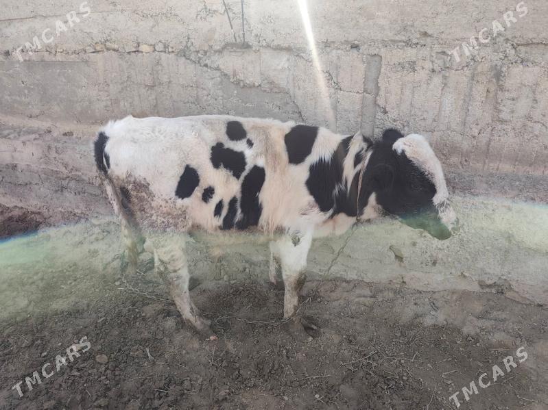 okiz 11aylyk - Ашхабад - img 1