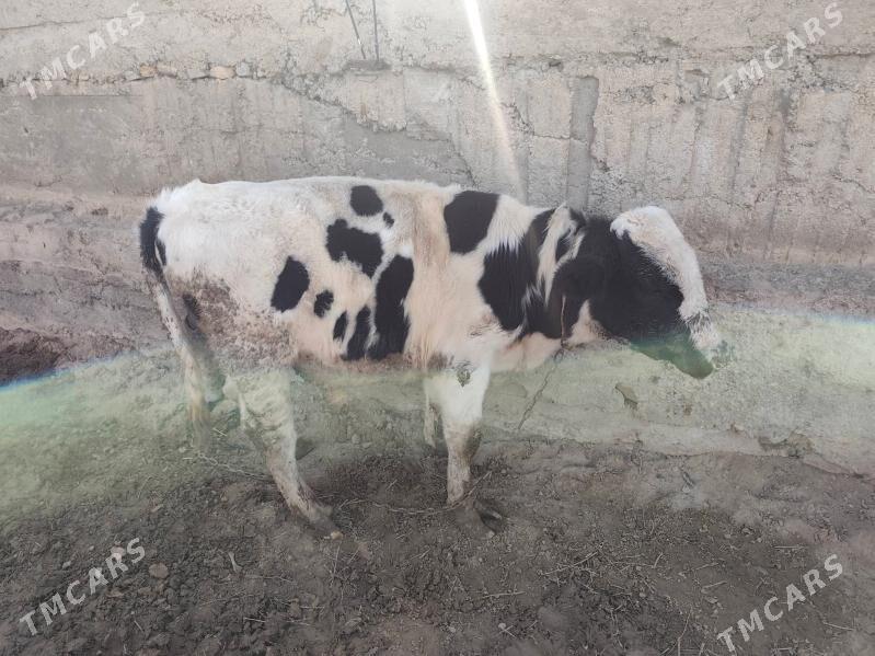 okiz 11aylyk - Ашхабад - img 2