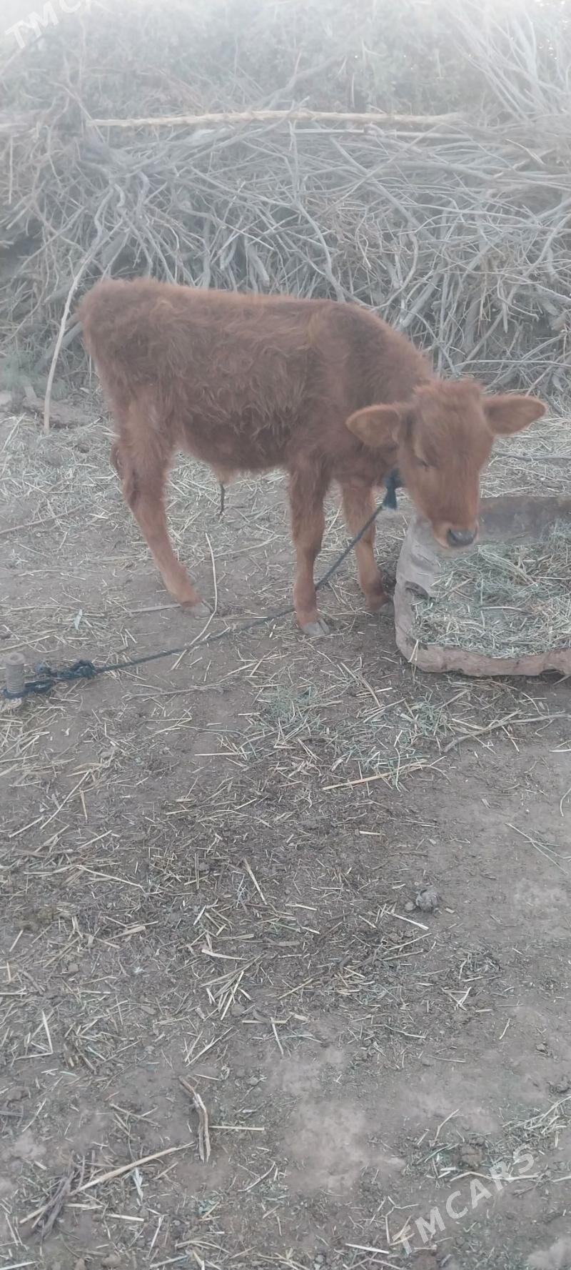 okizce - Бабадайхан - img 2