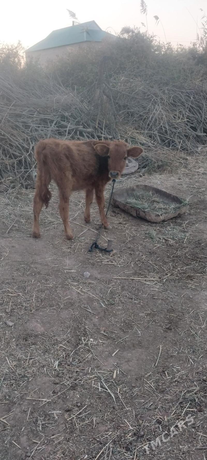 okizce - Бабадайхан - img 1