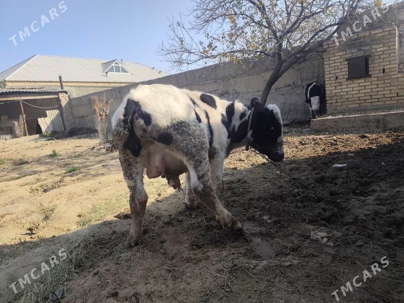 okiz 11aylyk - Ашхабад - img 3