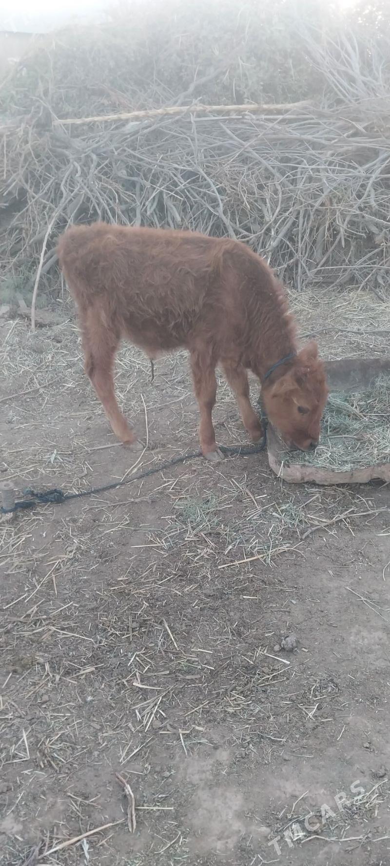 okizce - Бабадайхан - img 3