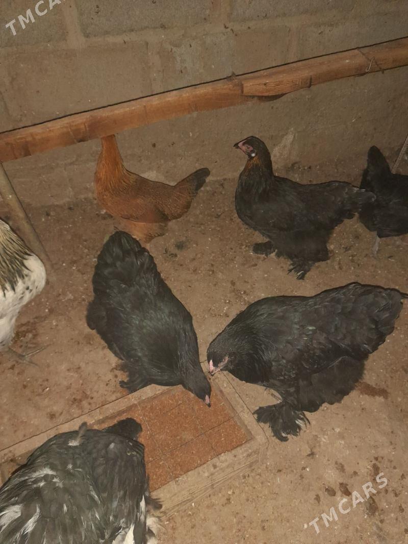 Guş Towuk - Гумдаг - img 2