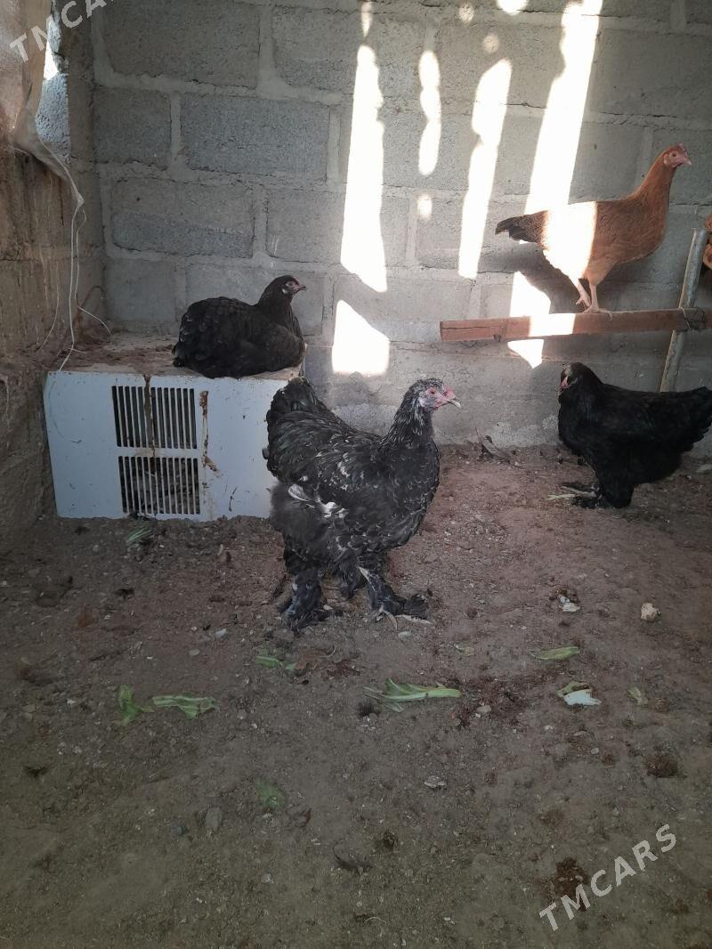 Guş Towuk - Гумдаг - img 3