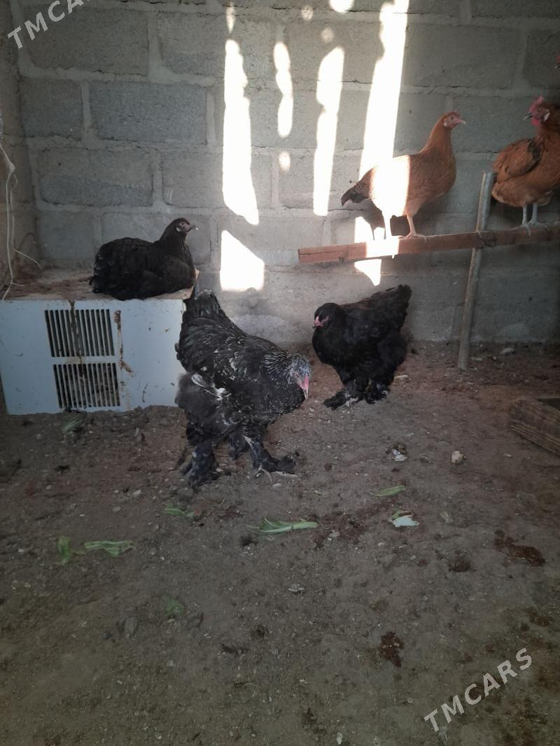 Guş Towuk - Гумдаг - img 4