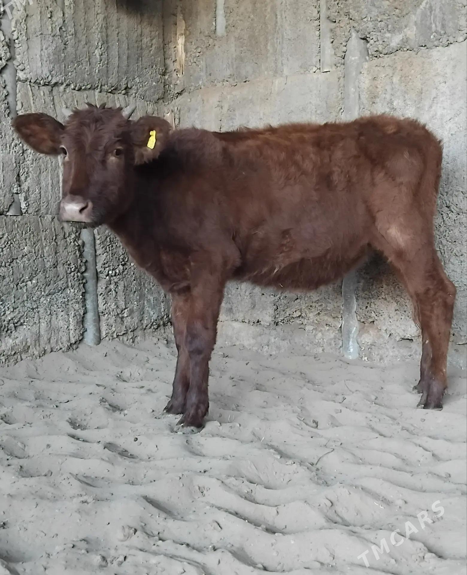 ŠWES TUWE - Бузмеин - img 3