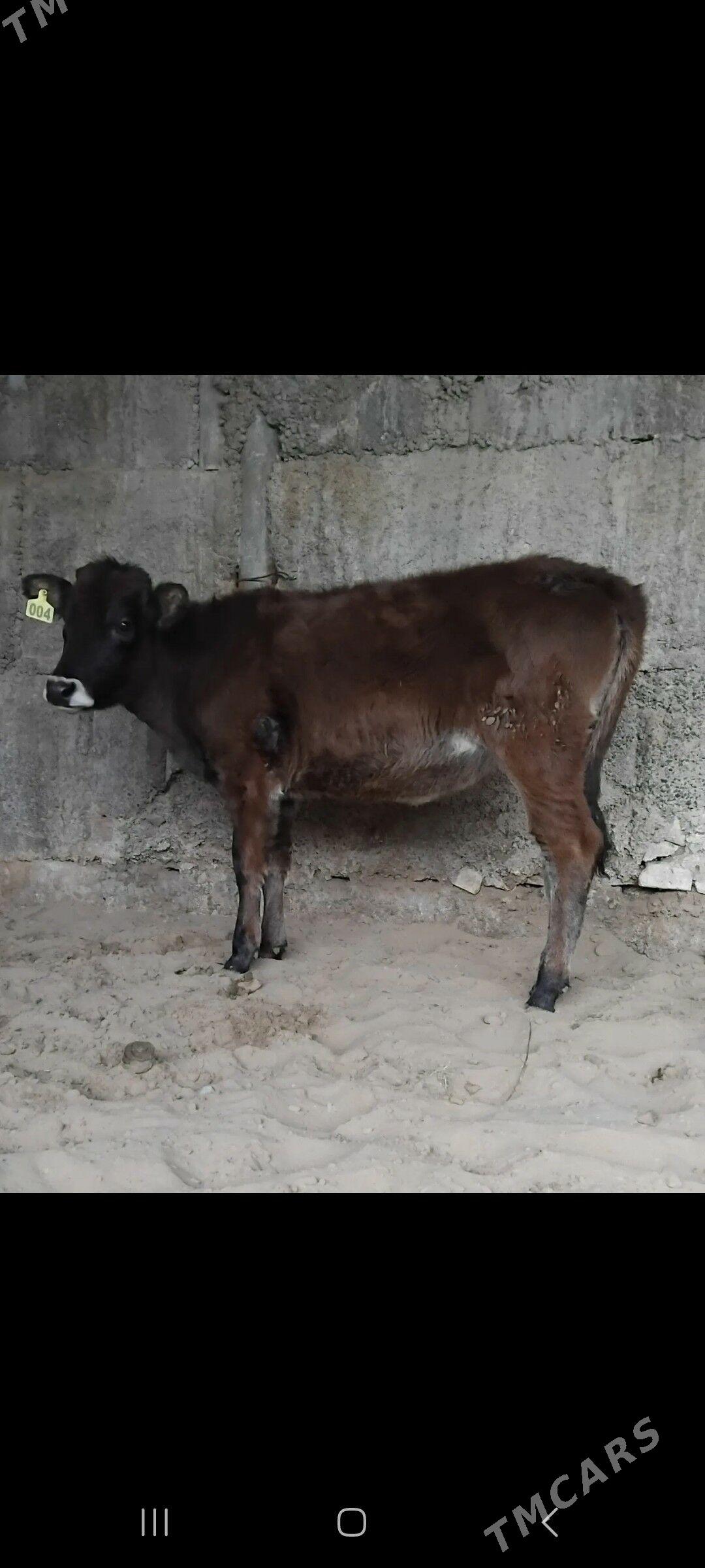 ŠWES TUWE - Бузмеин - img 4