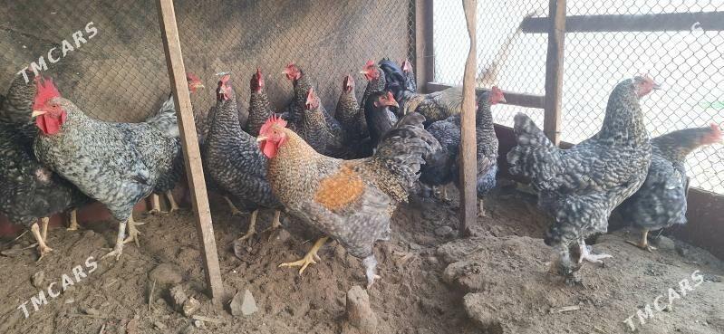 dominat towuk, horaz - Täze zaman - img 1