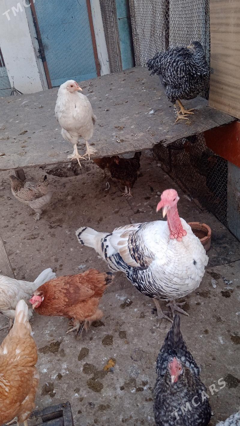 induk - Балканабат - img 1