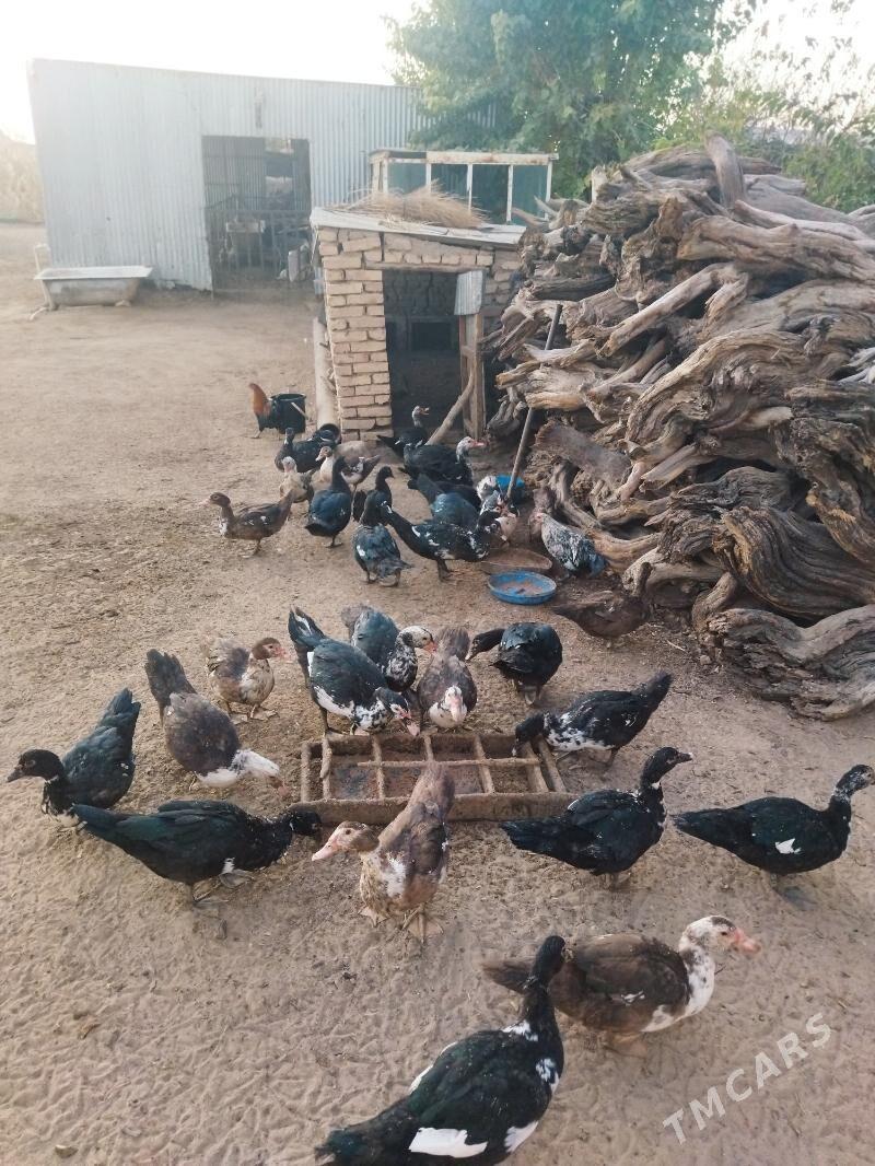 Ördek - Мары - img 3