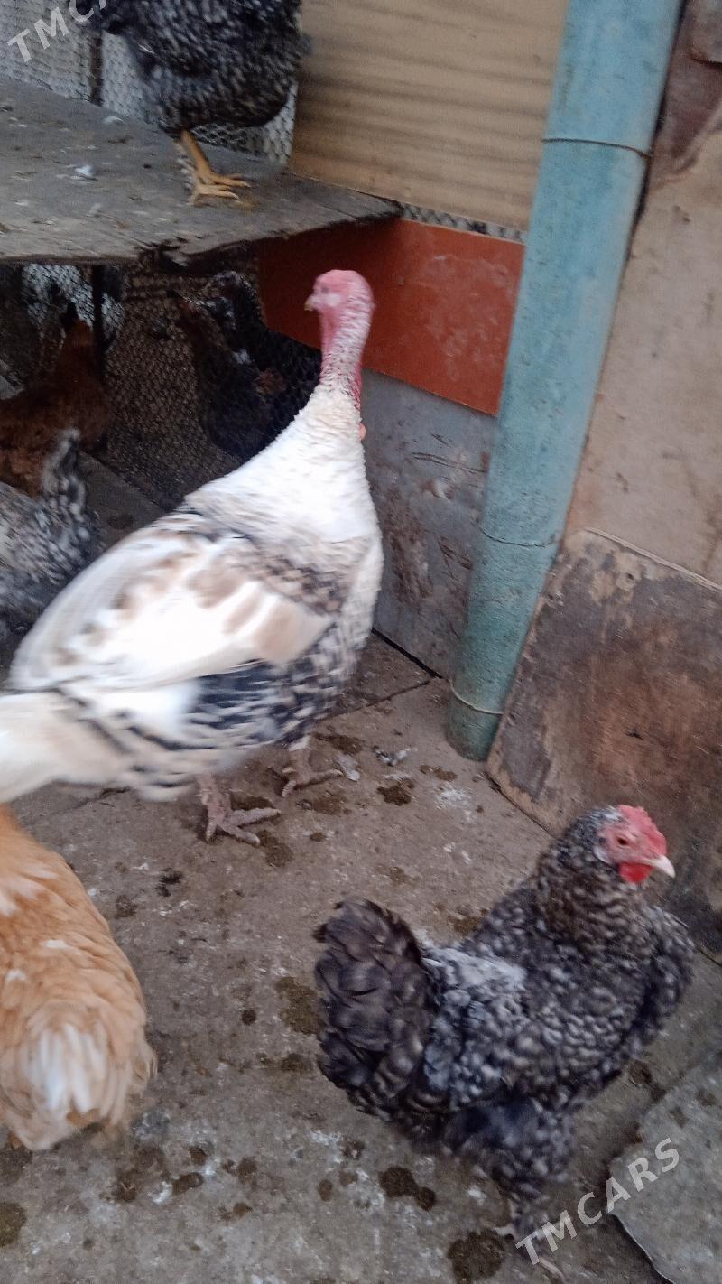 induk - Балканабат - img 2