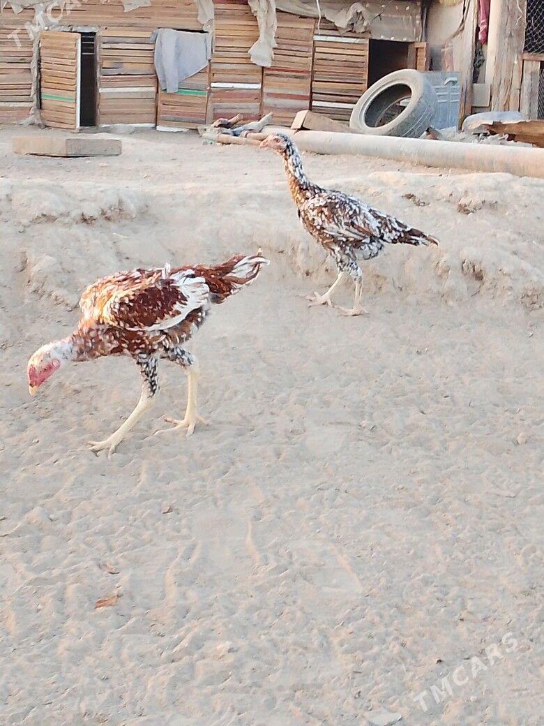 baysowy - Мары - img 2