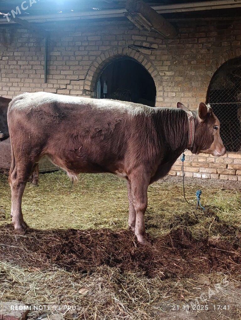 okuz - Çärjew - img 2