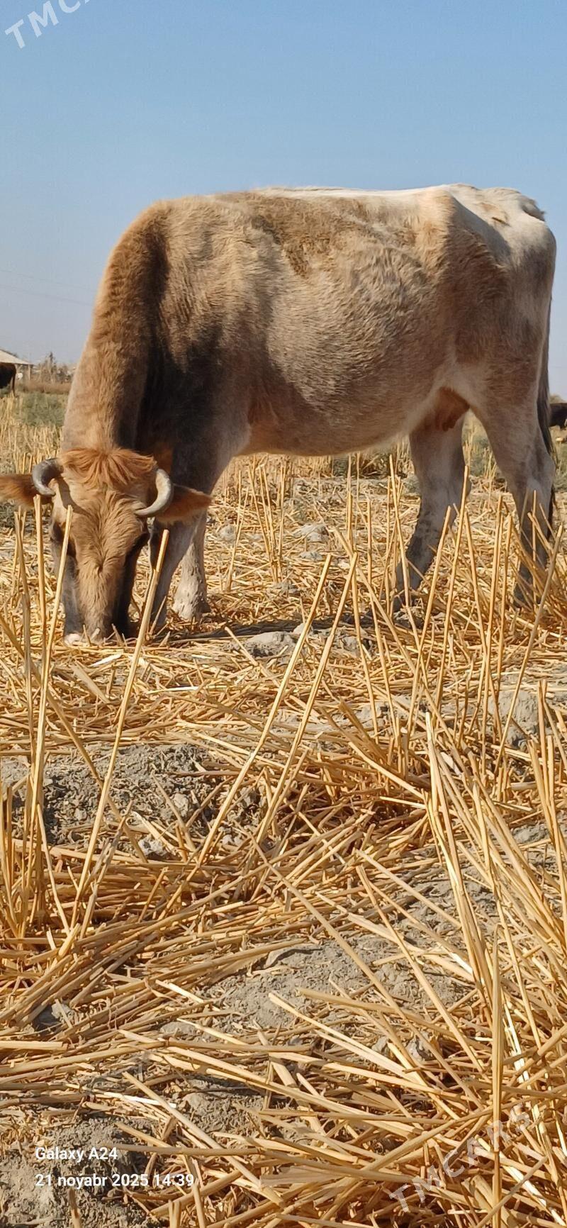 bogaz sygyr - Бахарден - img 2