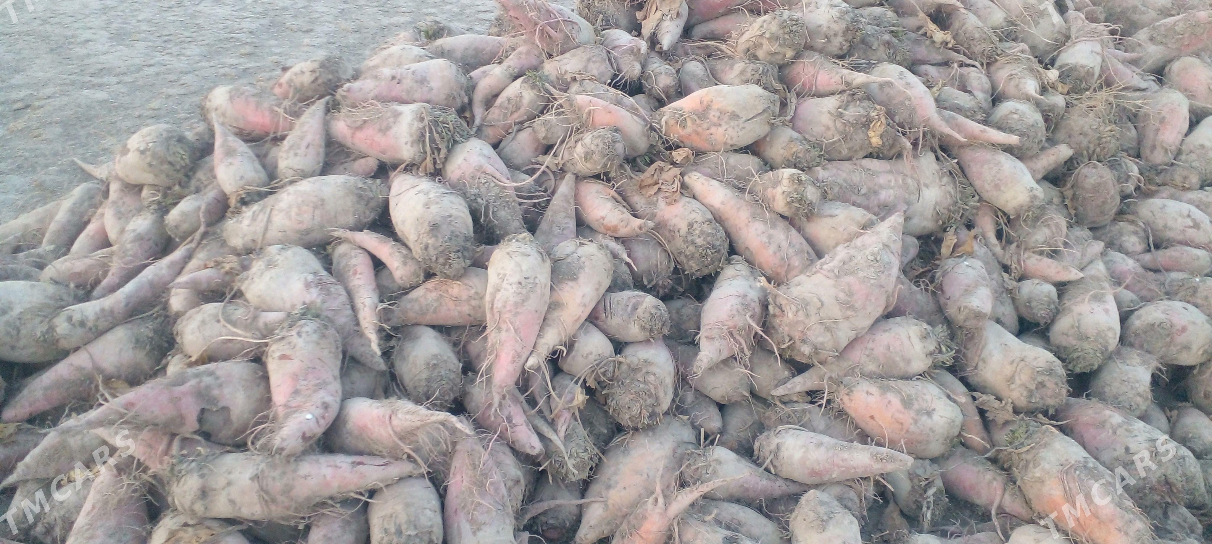 mal sugundur - Gyzylarbat - img 2