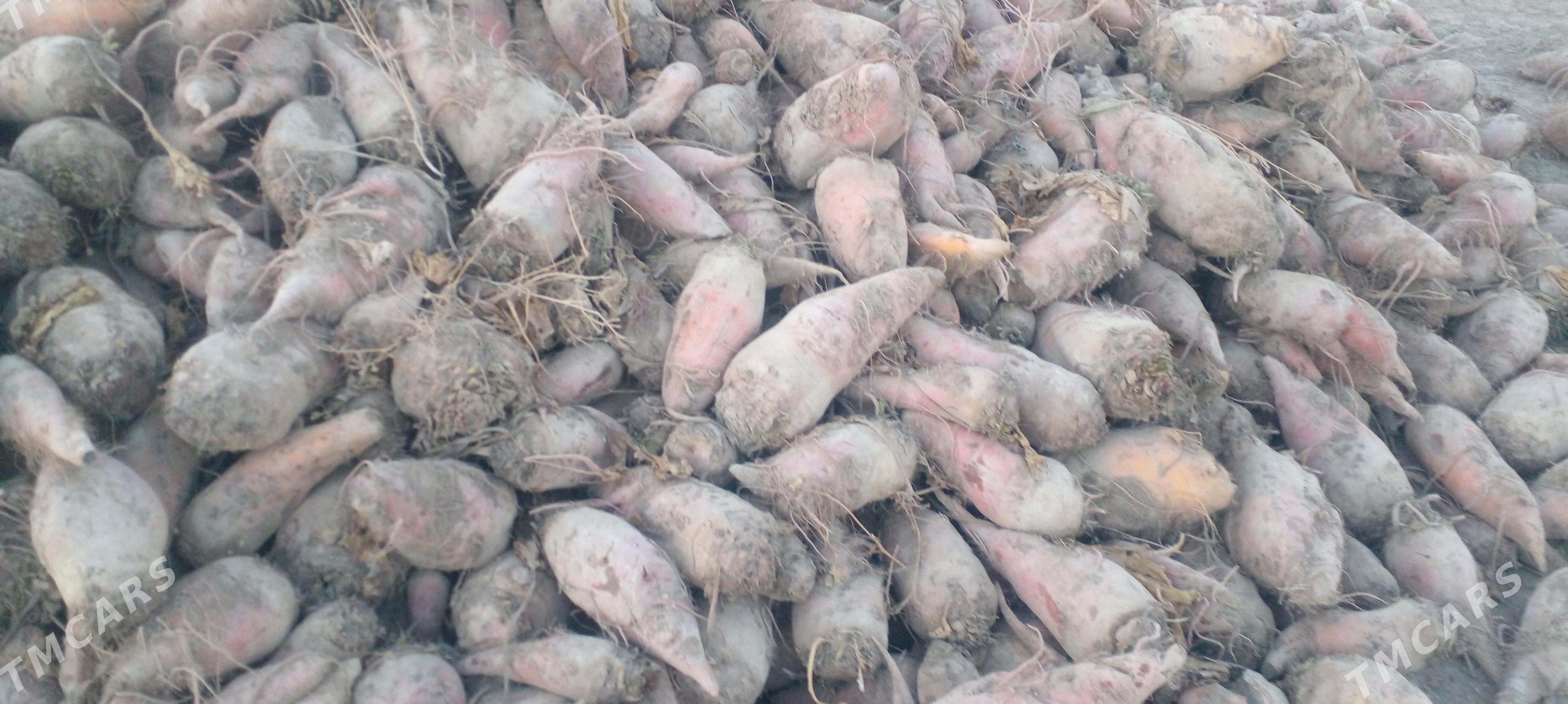 mal sugundur - Gyzylarbat - img 1