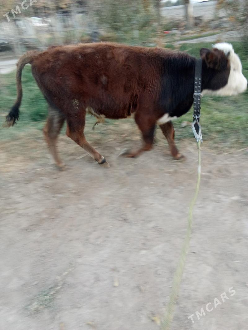 öküz - Бузмеин - img 4