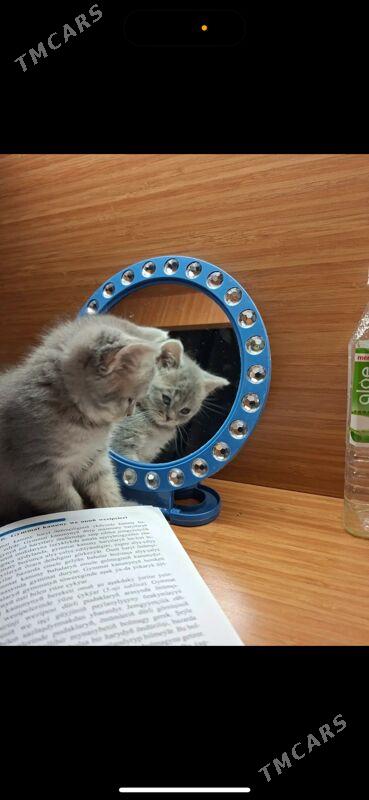 Britanskiy pisik - Daşoguz - img 2