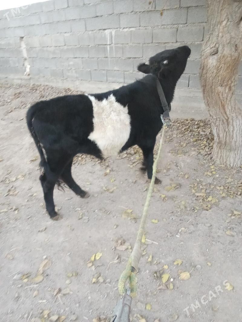 öküz - Бузмеин - img 2