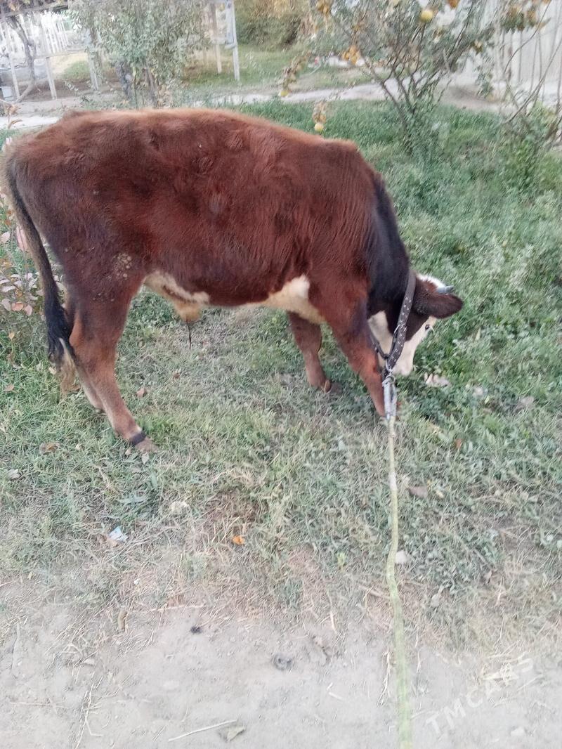 öküz - Бузмеин - img 3