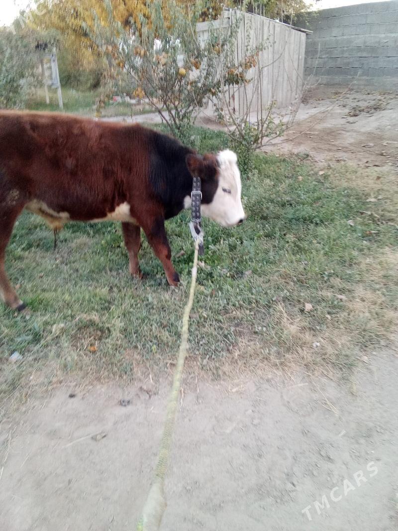 öküz - Бузмеин - img 5