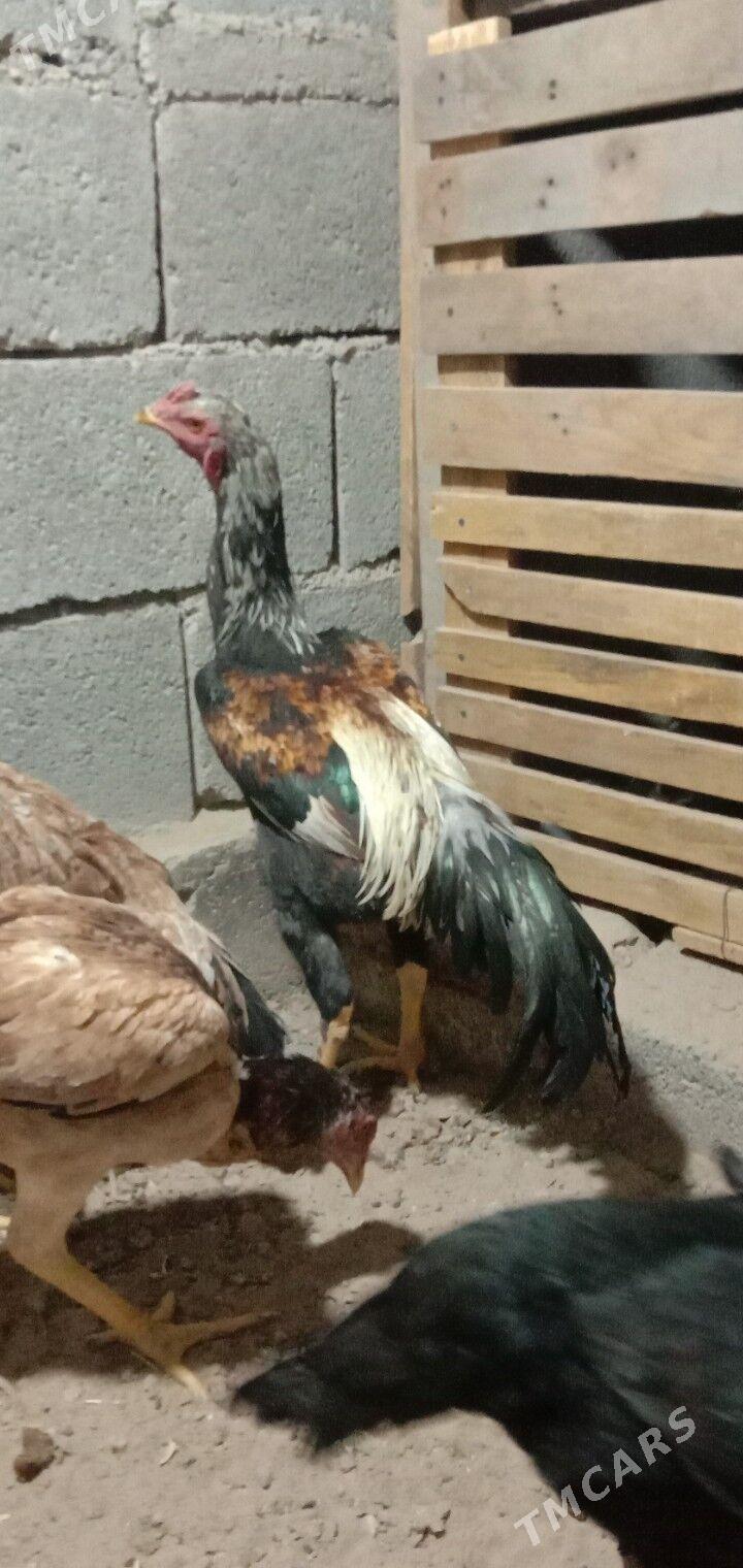 Taskent horaz - Garadamak - img 1