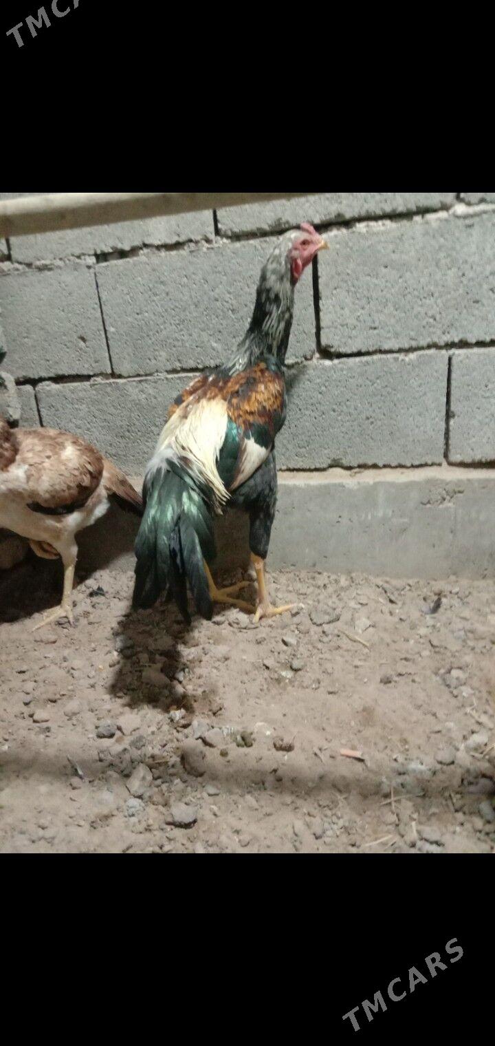 Taskent horaz - Garadamak - img 2