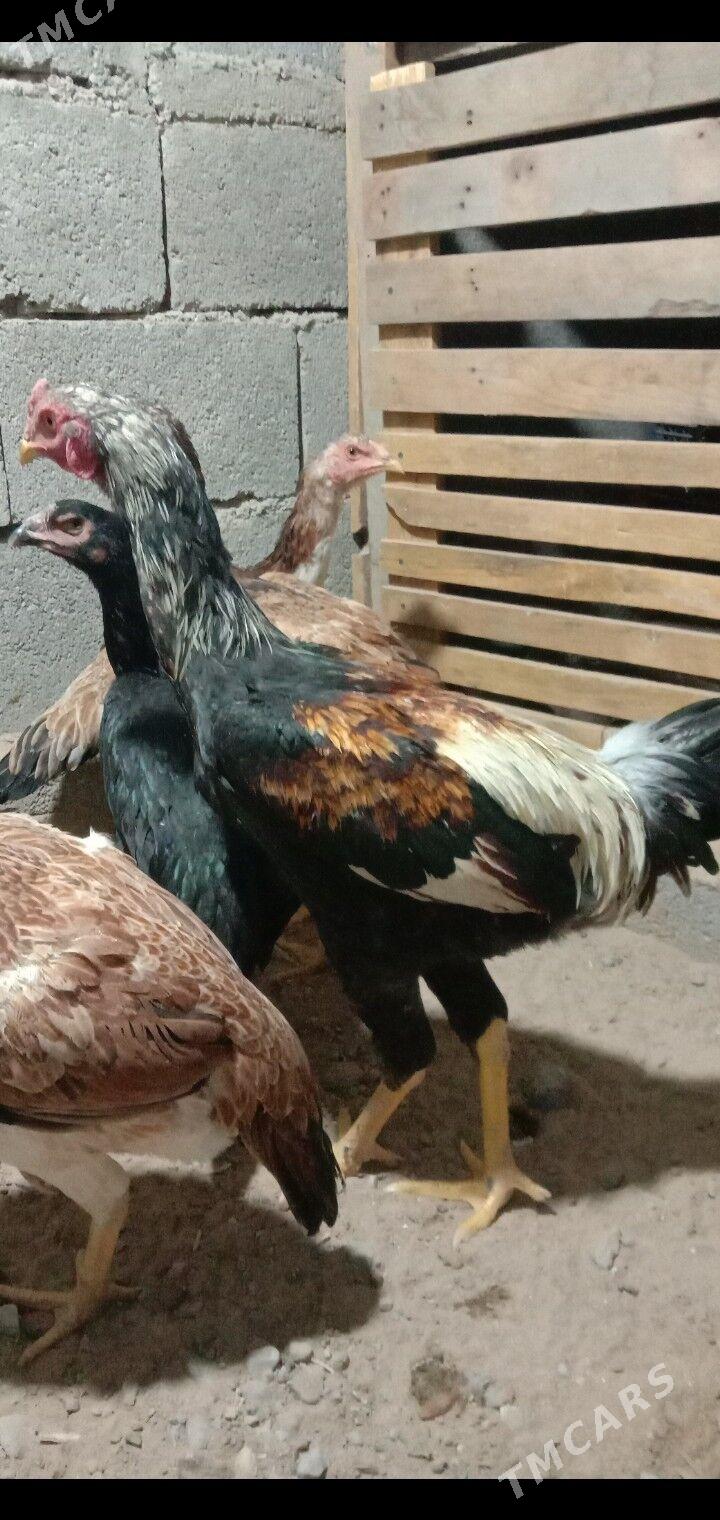 Taskent horaz - Garadamak - img 3