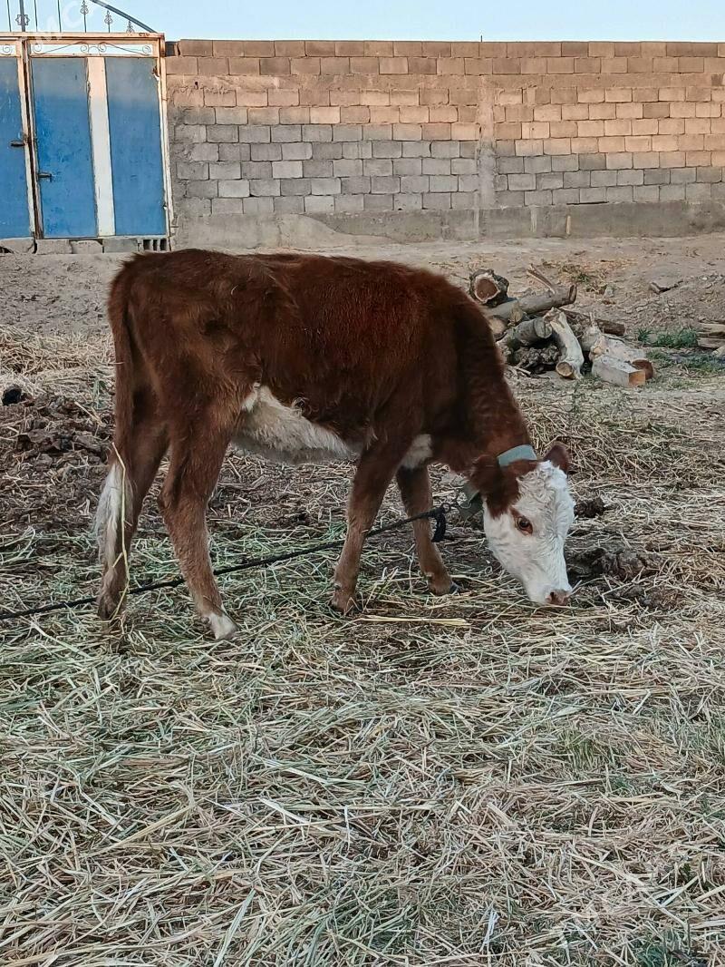 Tuwe gibirit - Gökdepe - img 2