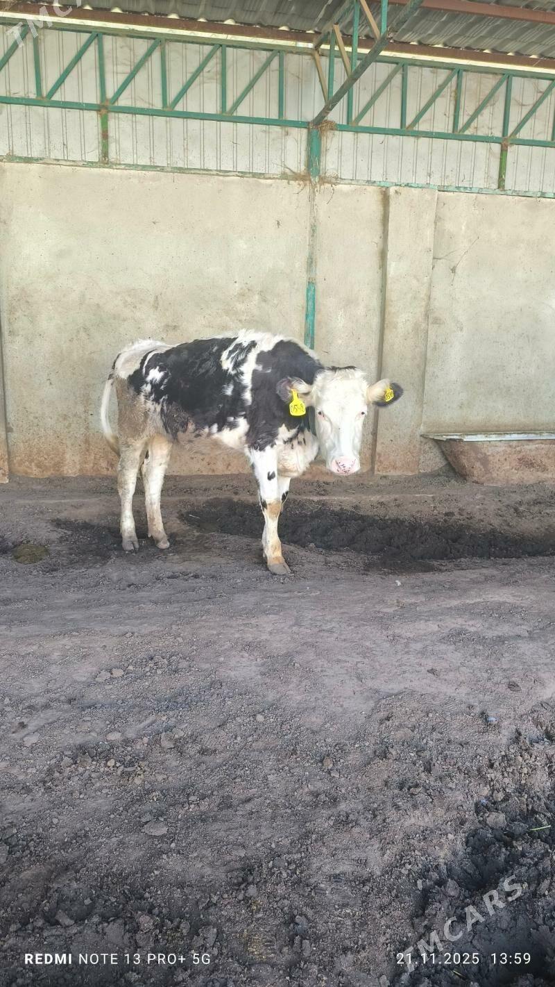 tuwe - Aşgabat - img 7