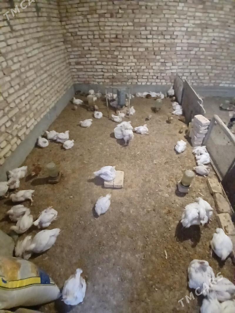 Towuk - Kaka - img 5