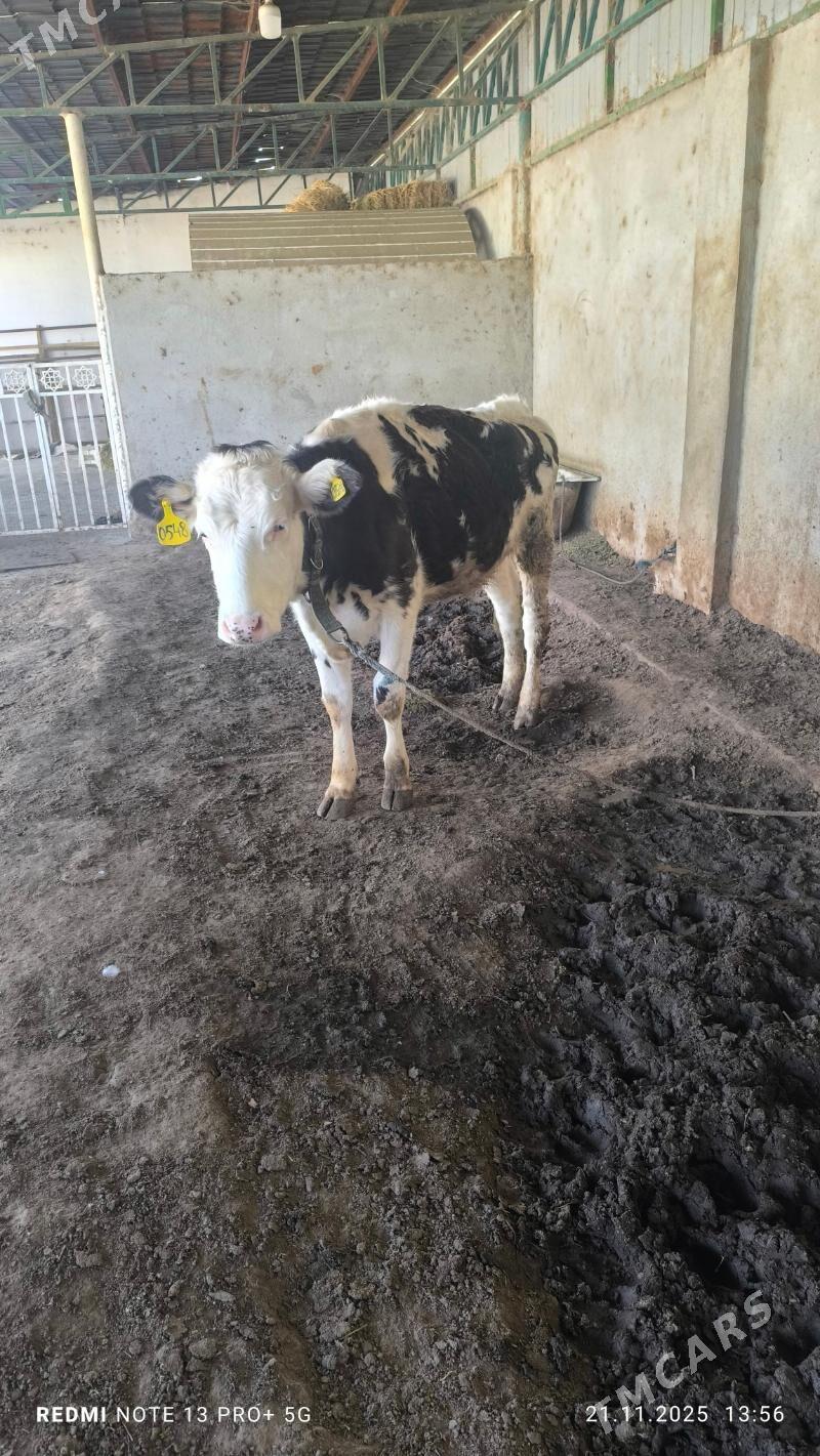 tuwe - Aşgabat - img 4