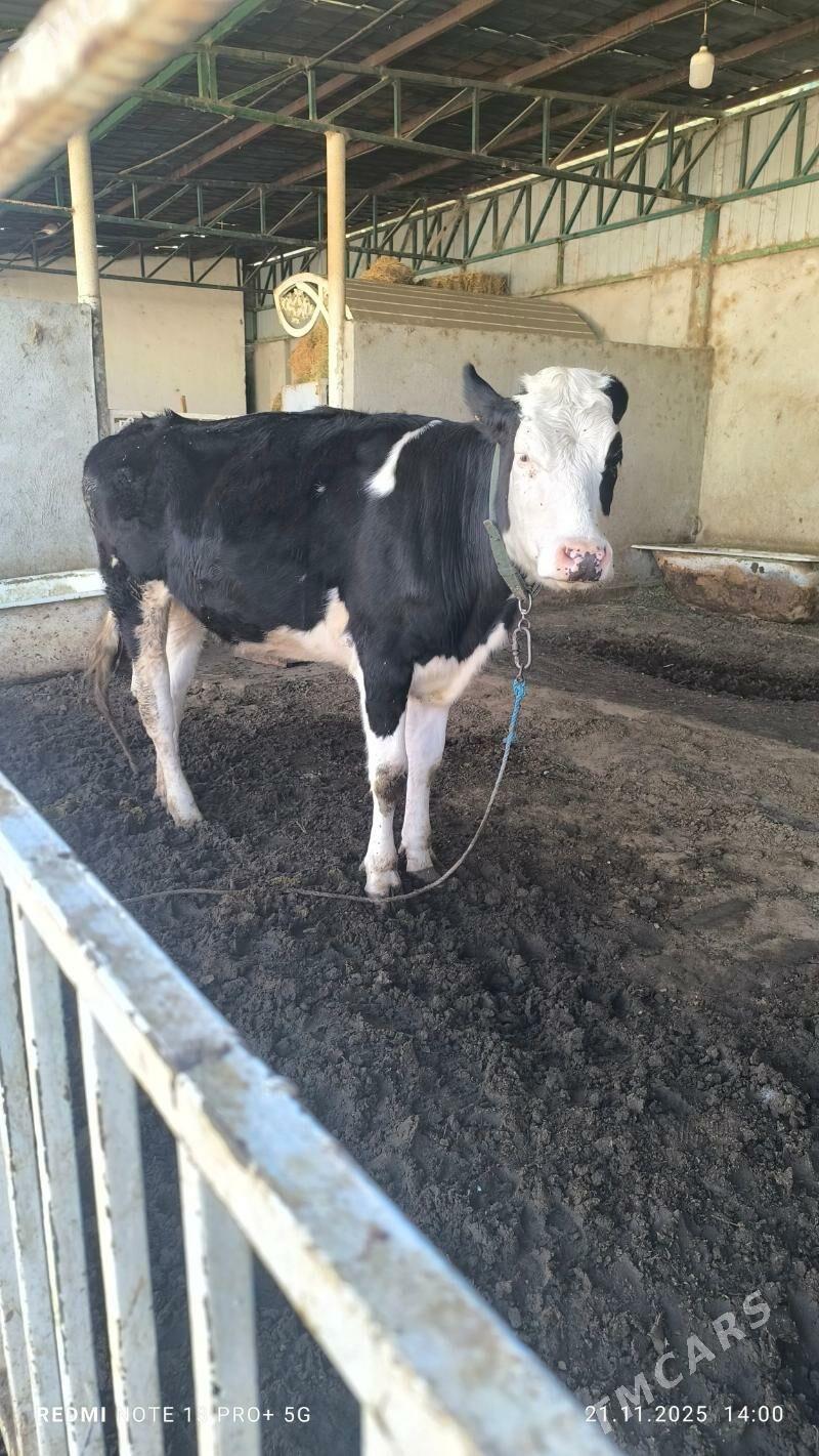 tuwe - Aşgabat - img 3