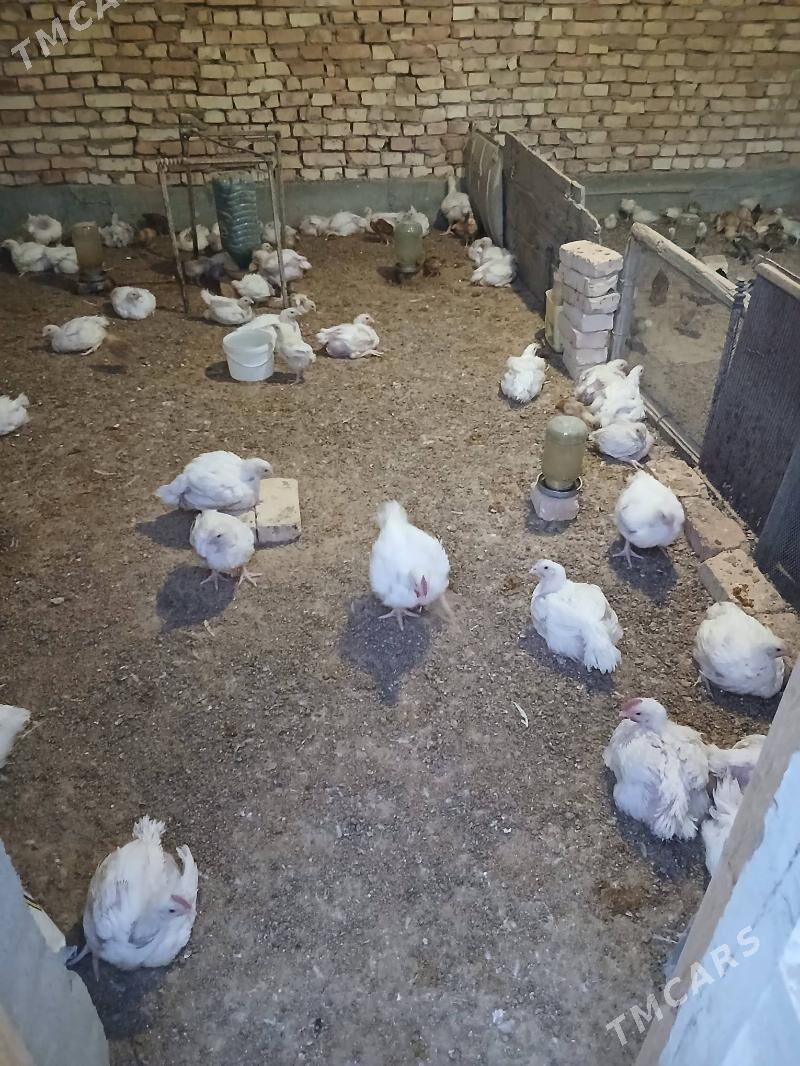 Towuk - Kaka - img 4