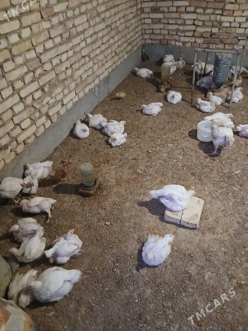 Towuk - Kaka - img 3