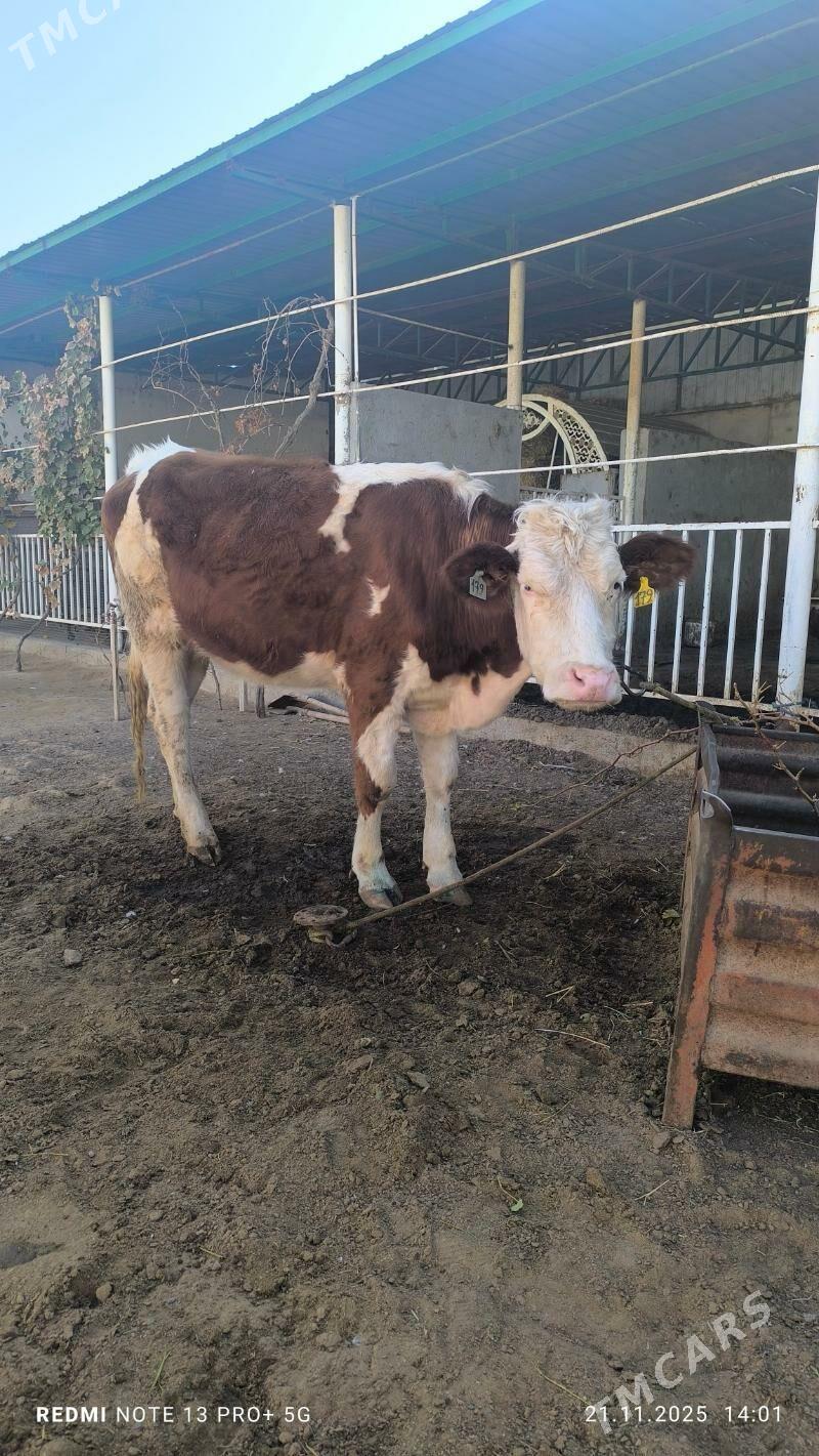 tuwe - Aşgabat - img 5